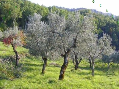  GENERICO-BORGO SAN LORENZO-GREZZANO