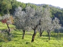 borgo san lorenzo pressi, ai piedi dell'appennino, in posizione collinare, oliveta di un ettaro con 200 piante di olivo. - classe energetica in elaborazione