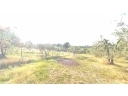 GENERICO terreno agricolo in  vendita a SAN MARTINO ALLA PALMA - SCANDICCI (FI)